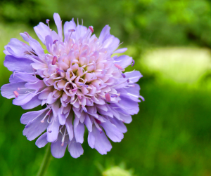 scabious