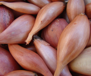 Shallot