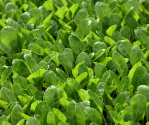 spinach seedlings