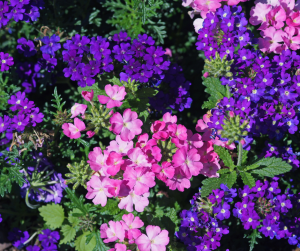 verbena