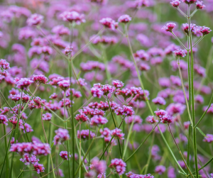 verbena bonariensis