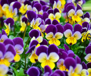viola