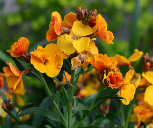 wallflower