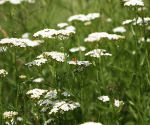 yarrow