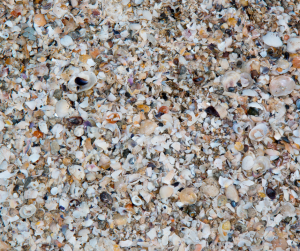 Crushed Oyster Shell