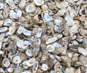 Oyster Shells
