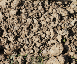 Heavy clay soil