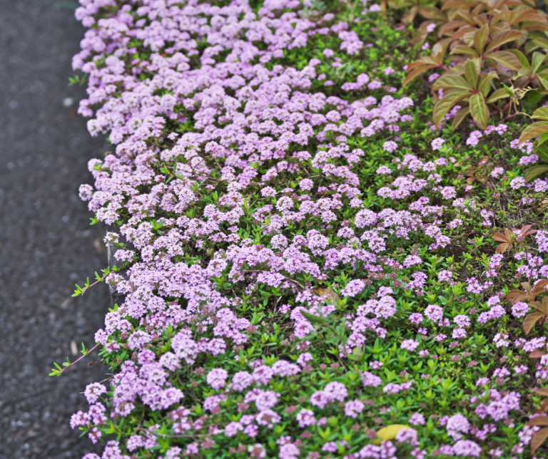 Thymus praecox