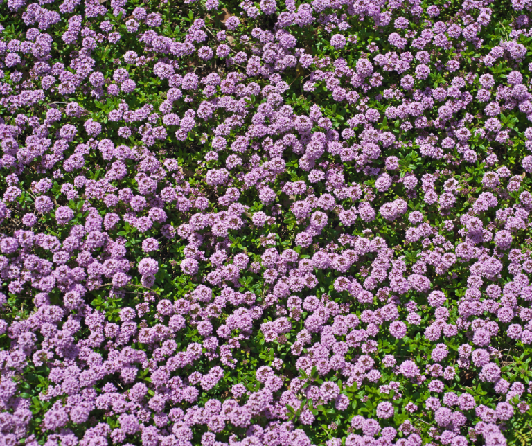 Thymus praecox