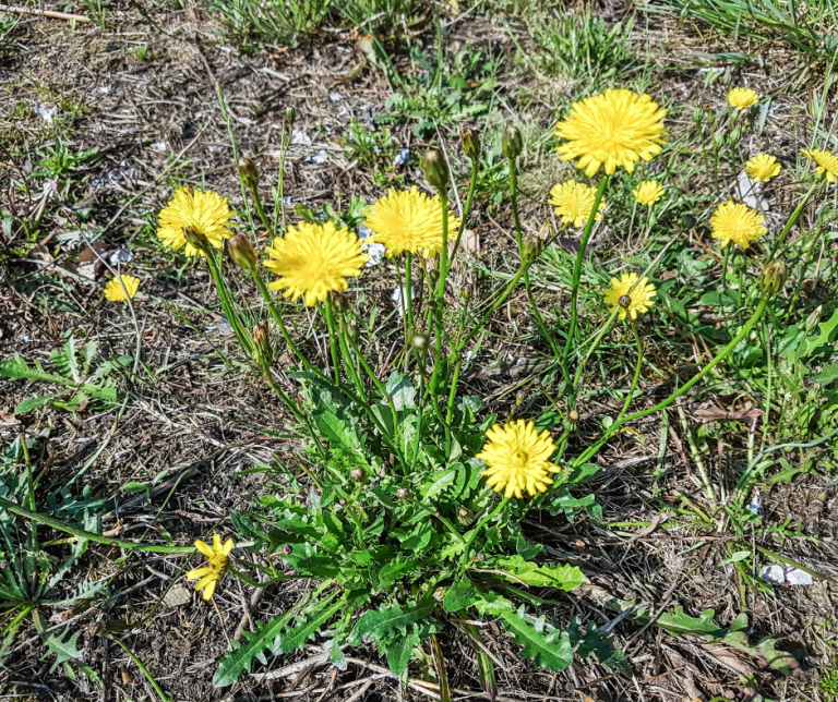 rough hawkbit