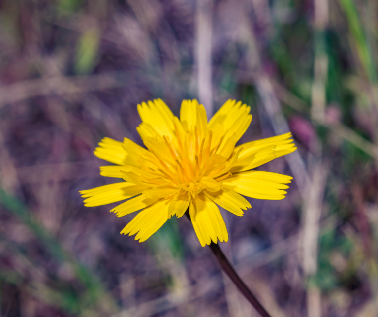 rough hawkbit