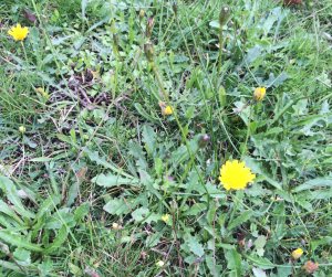 rough hawkbit