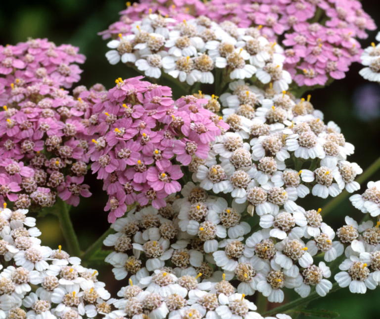 Yarrow