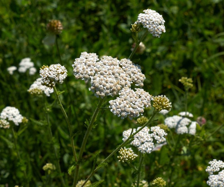 Yarrow