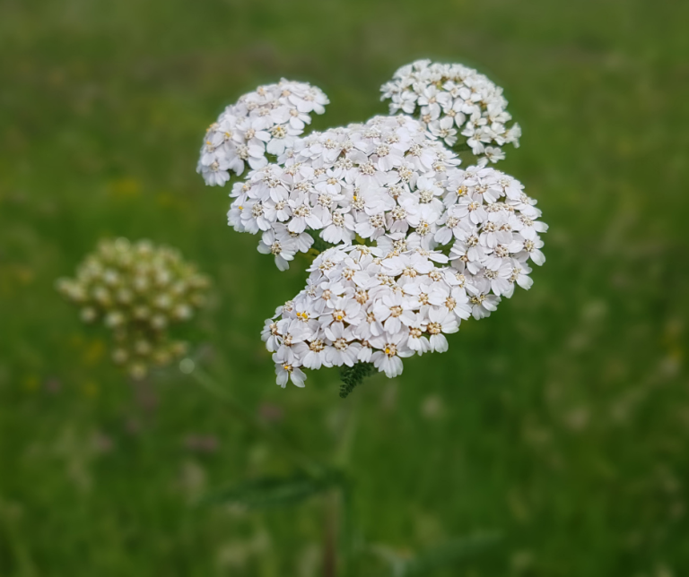 Yarrow