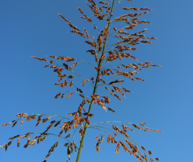 Poa pratensis