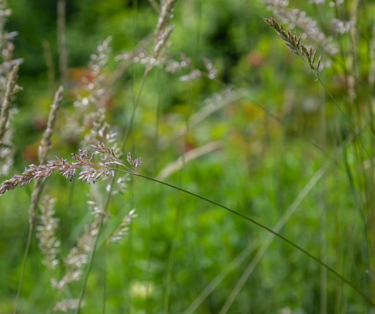 Poa pratensis