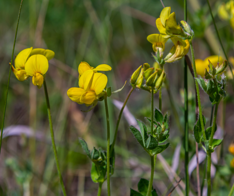 bird's foot trefoil