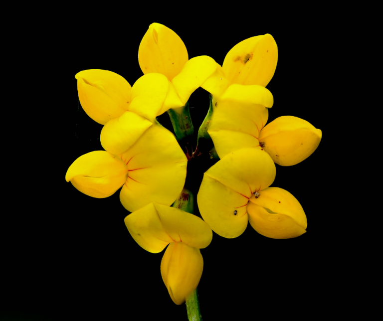 bird's foot trefoil