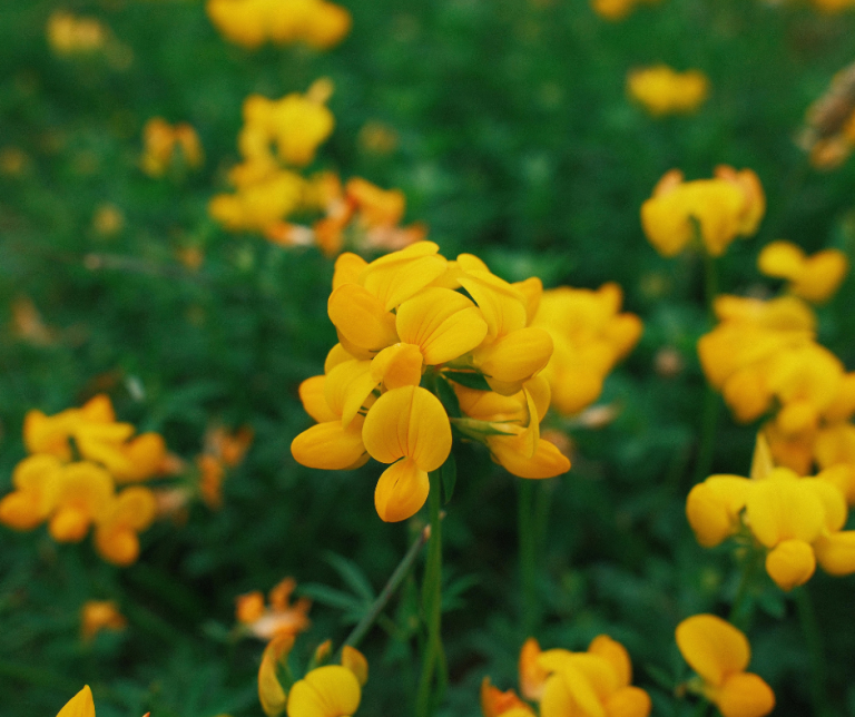 bird's foot trefoil