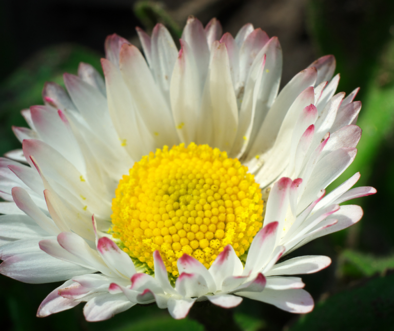 Common Daisy