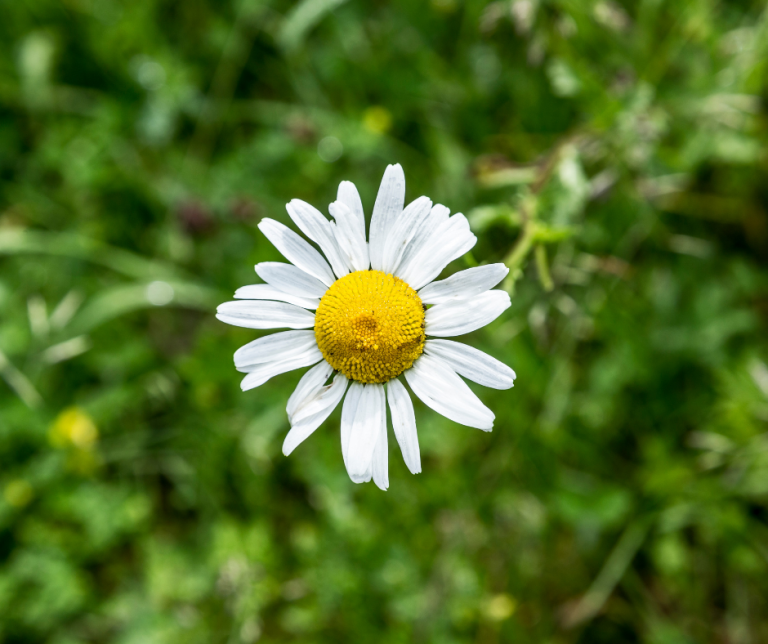 Common Daisy