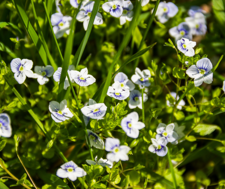 creeping speedwell