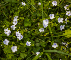 creeping speedwell