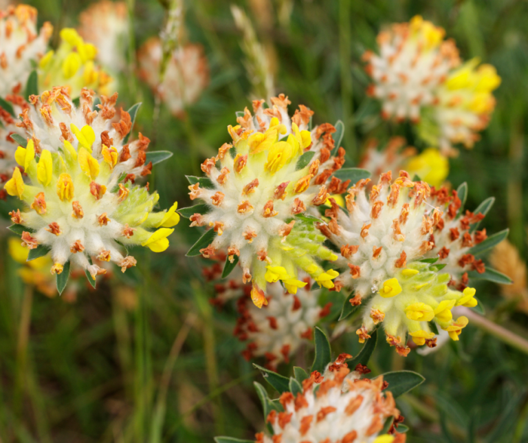 Kidney vetch