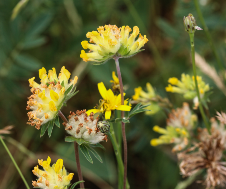 Kidney vetch