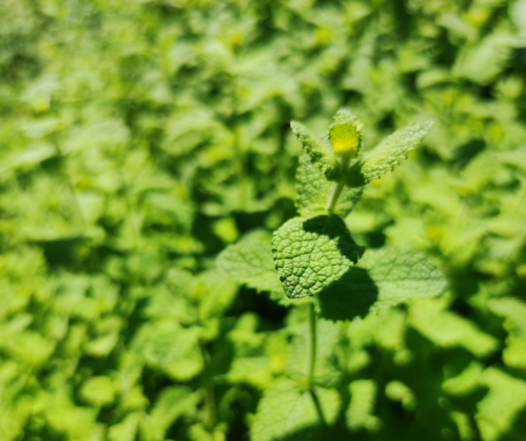 Mentha pulegium