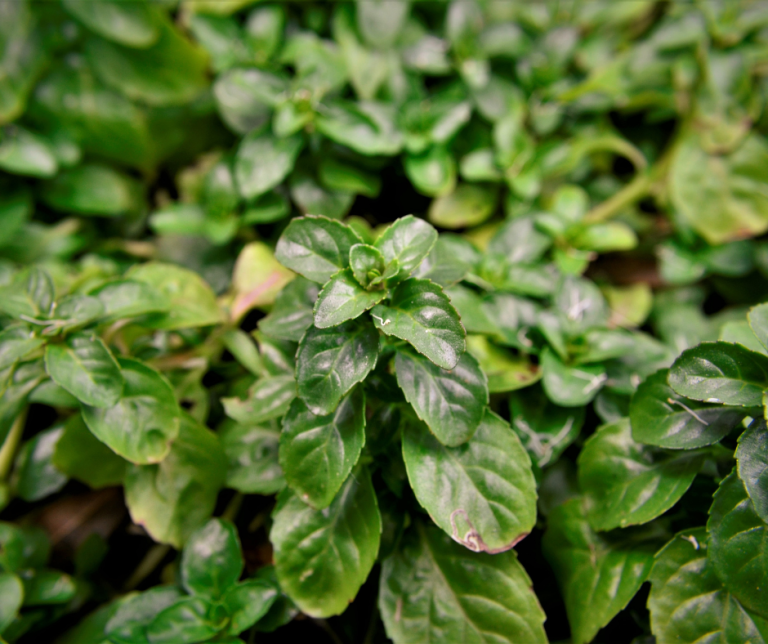 Mentha pulegium