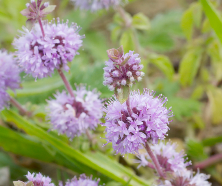 Mentha pulegium