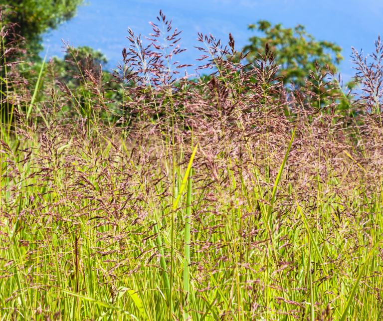 red fescue