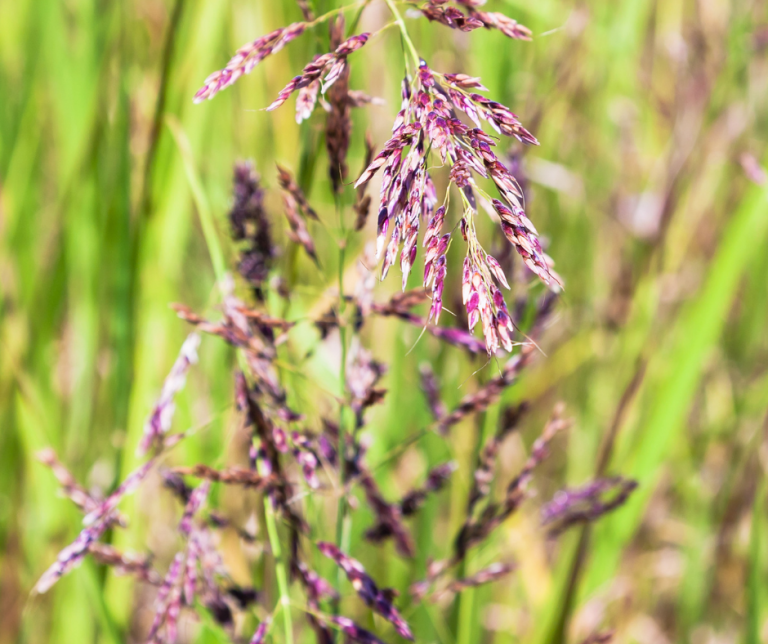 red fescue