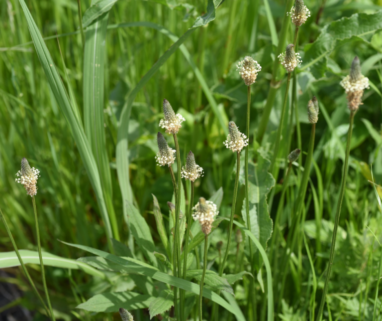 ribwort plantain
