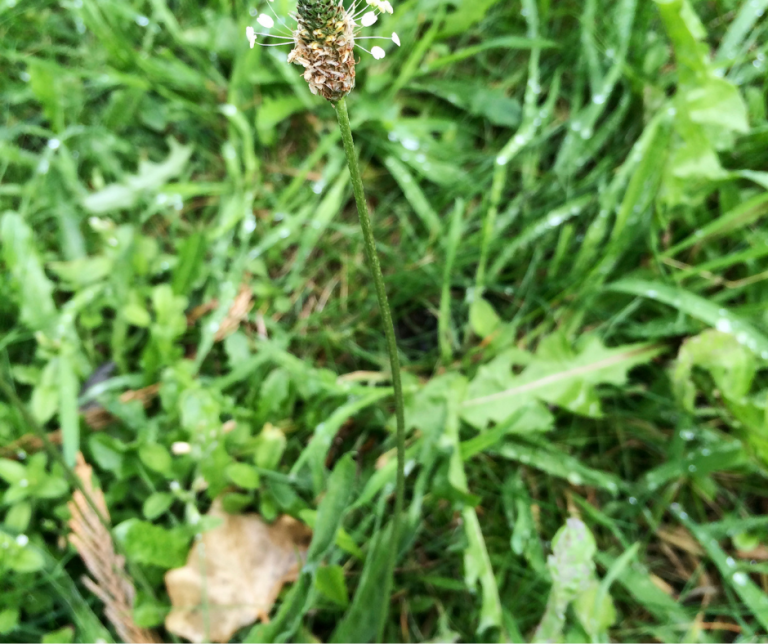 ribwort plantain