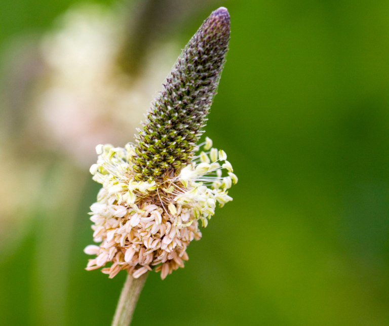 ribwort plantain