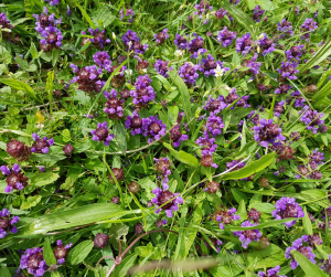 selfheal