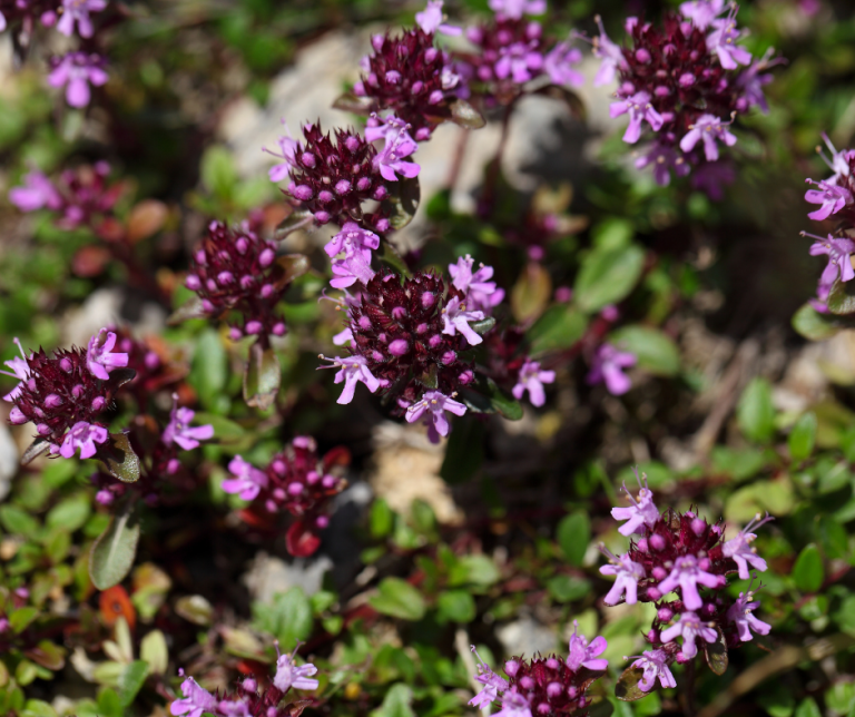 Thymus praecox