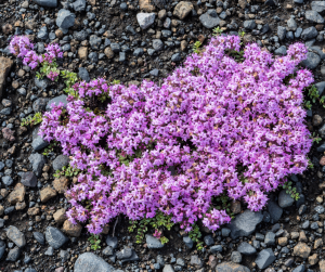 Thymus praecox