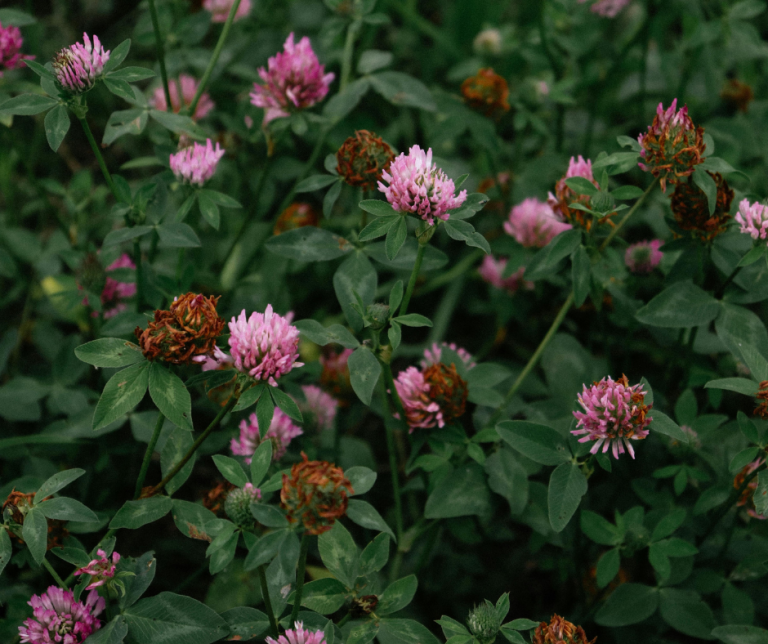 trifolium pratense