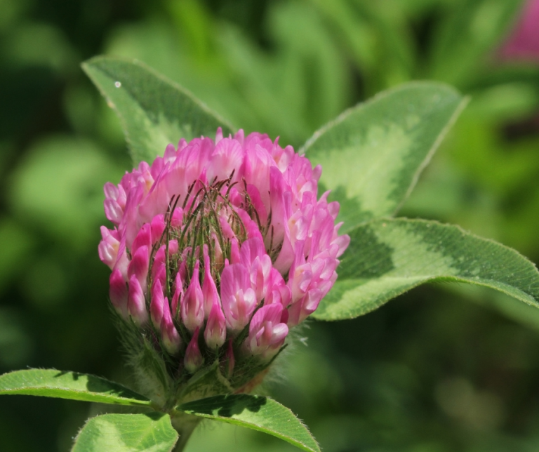 trifolium pratense