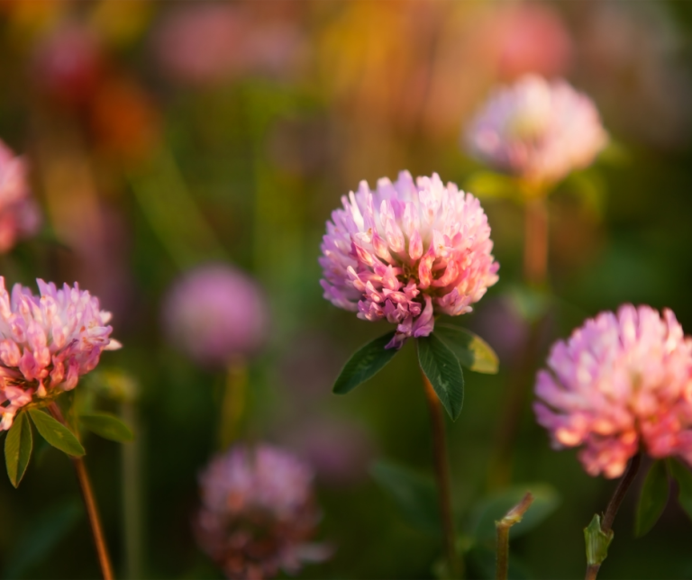 trifolium pratense