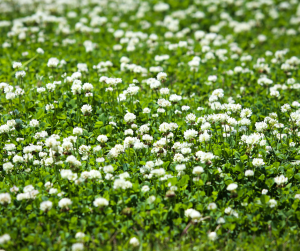 White clover