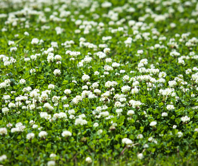 White clover