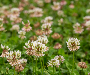 trifolium repens