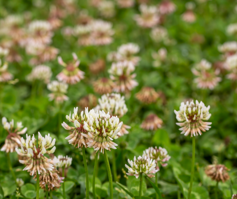 trifolium repens