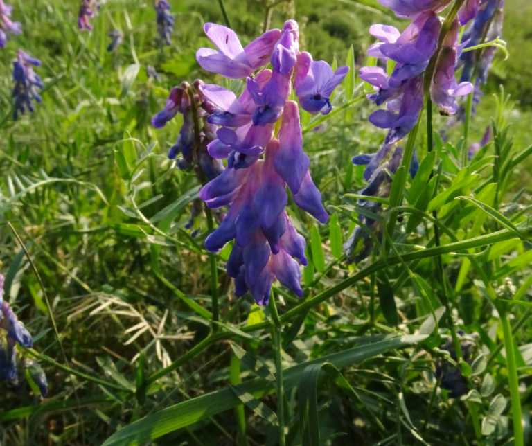 tufted vetch