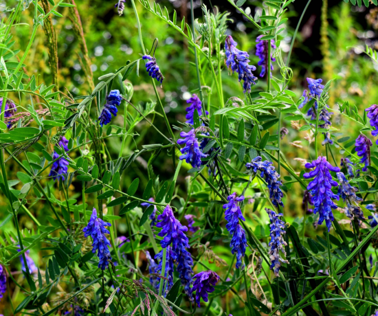 tufted vetch